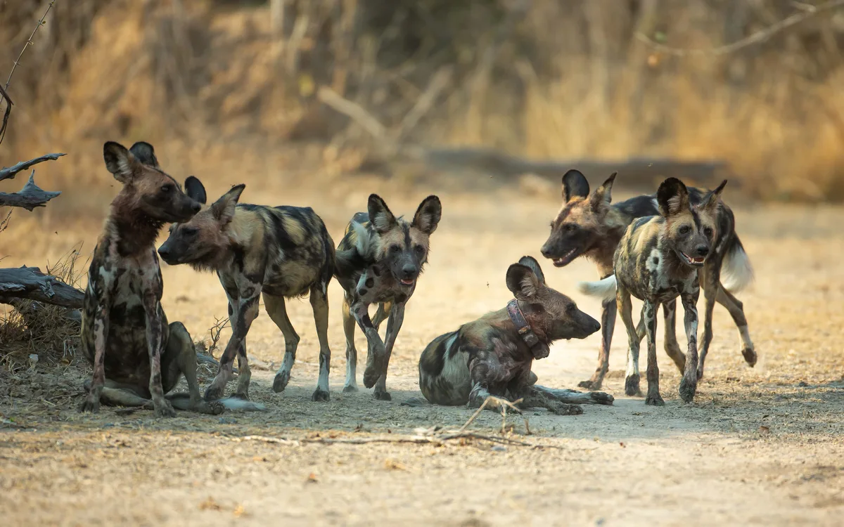 Wild Dogs Travel 2,563 Miles