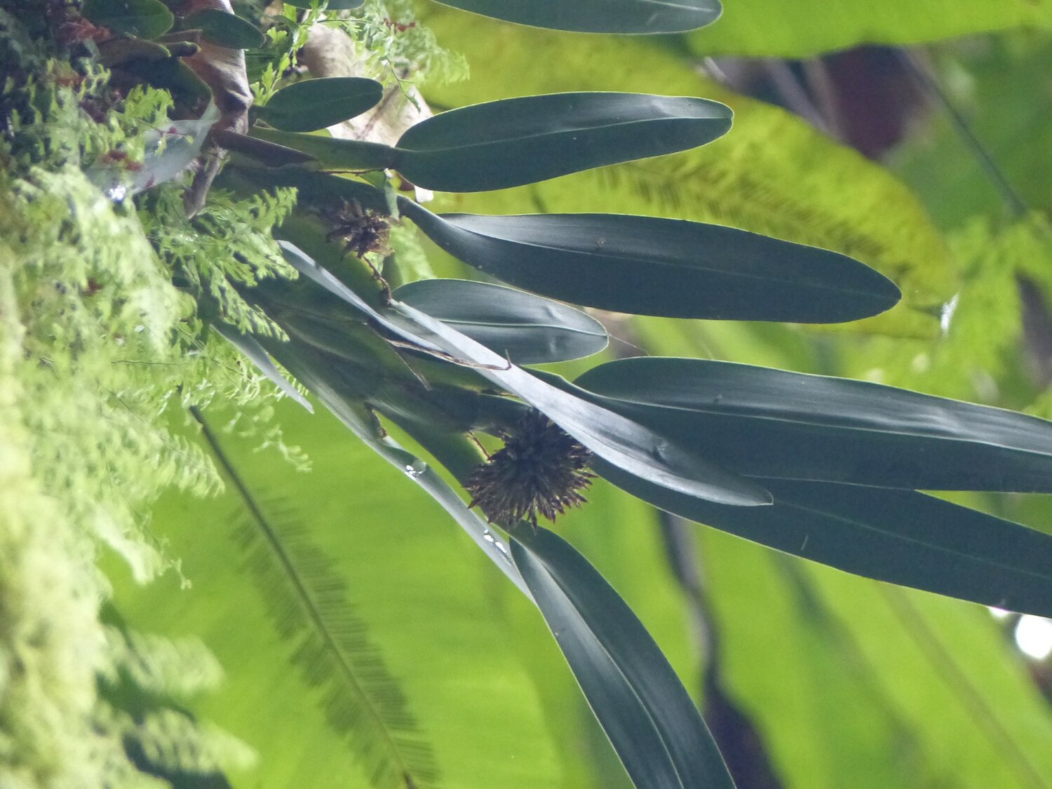 New Orchid Found
