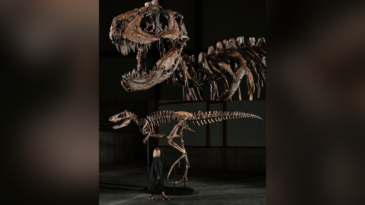 Dinosaur Fossil Auction