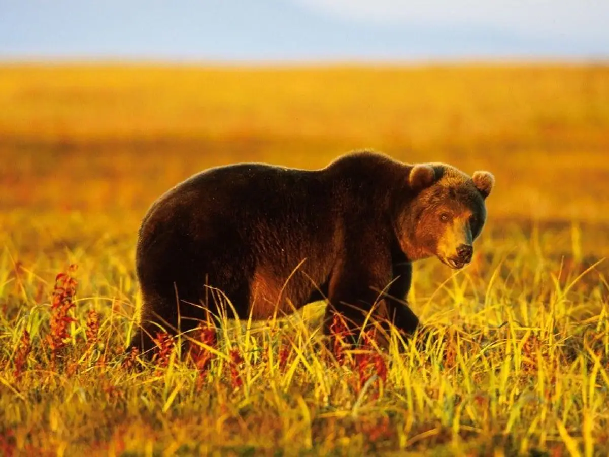 Bear Kills Man in Mongolia
