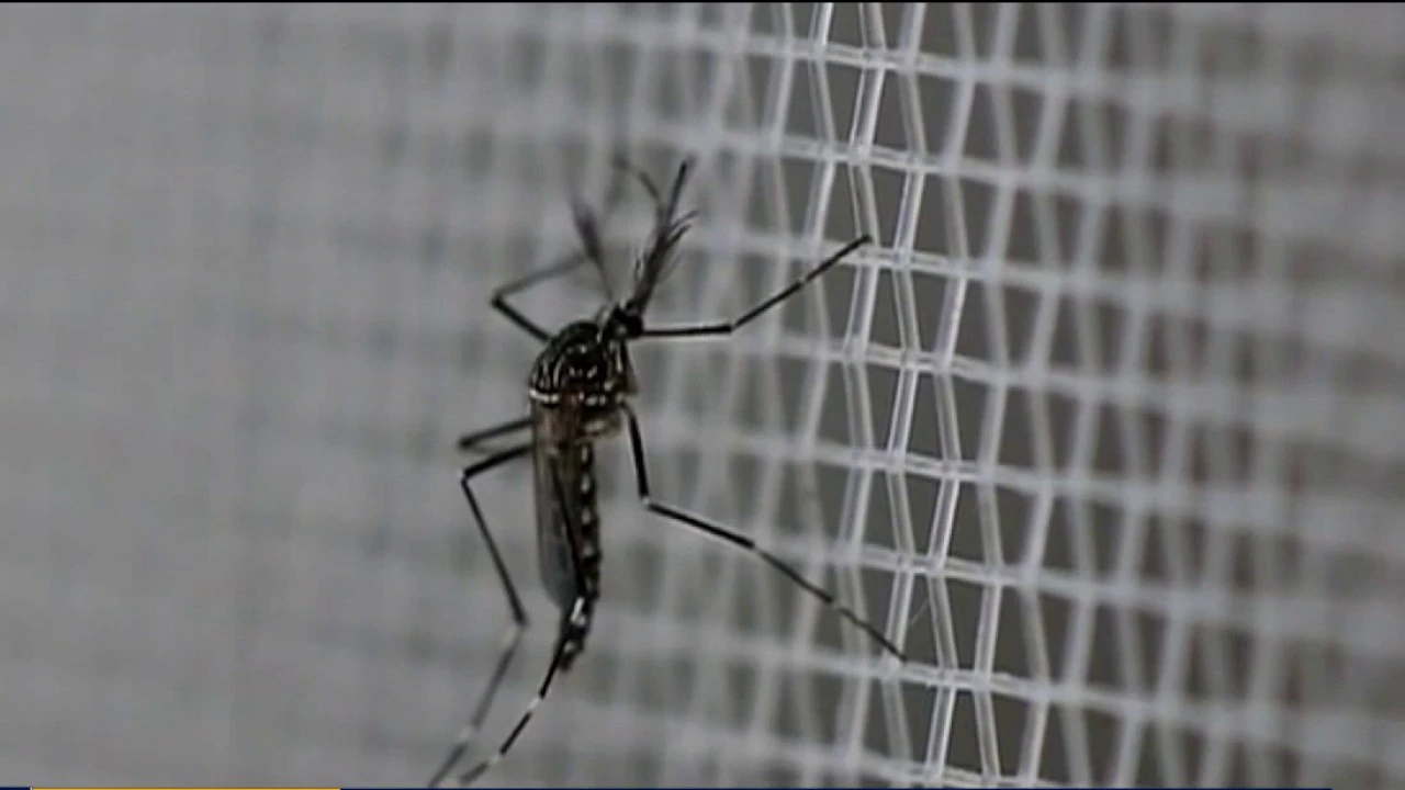 Dengue Update