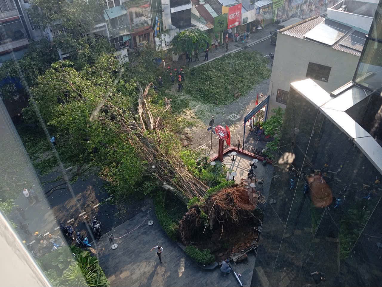 Cây cổ thụ đổ ở TPHCM