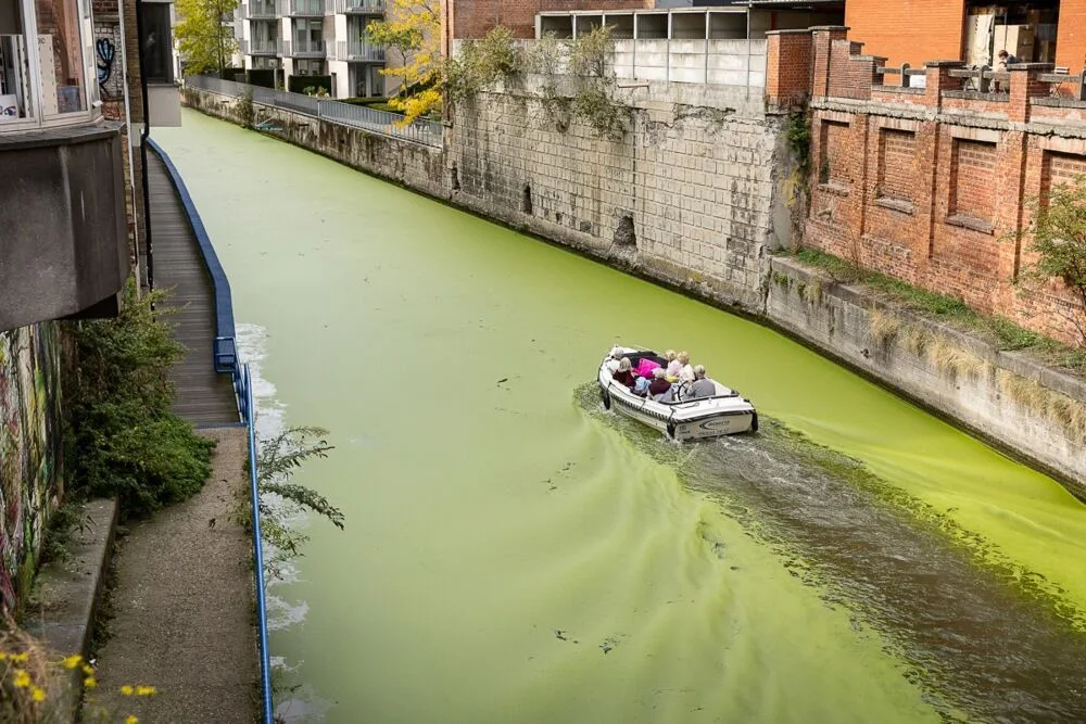 Eendenkroos in Gentse wateren
