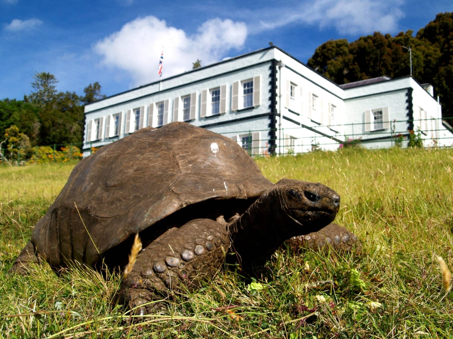 Tortoise Turns 194
