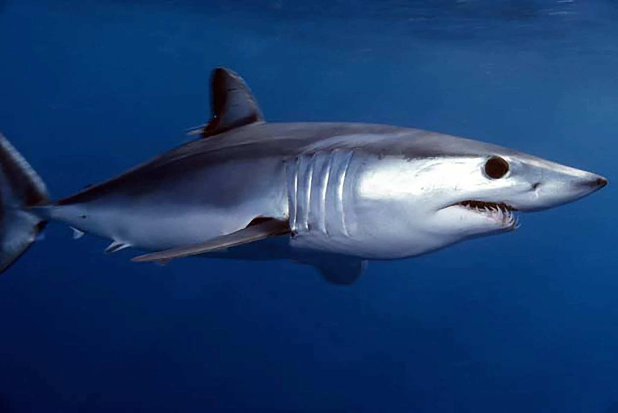 Shark Encounter