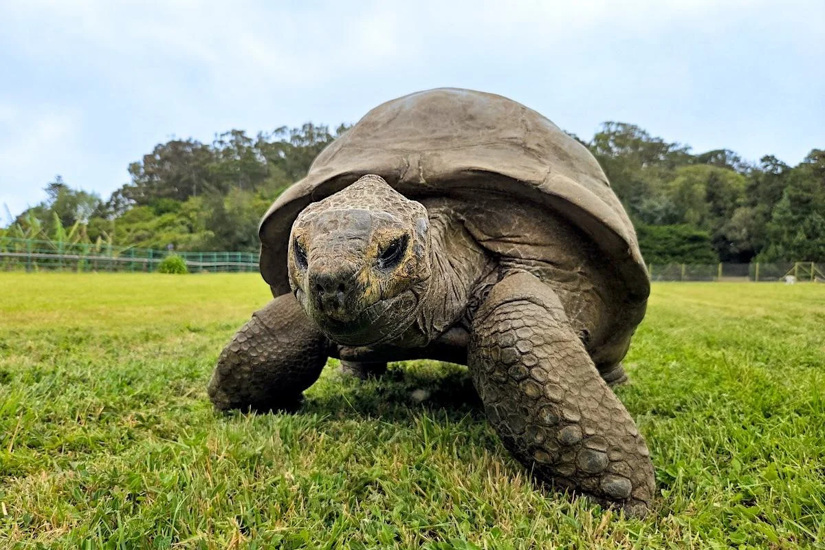 192-Year-Old Tortoise Reveals Secrets