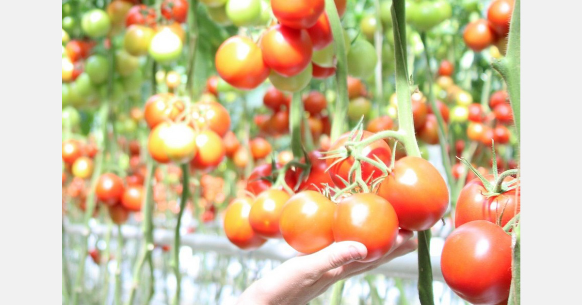 Prix alimentaires à leur plus haut