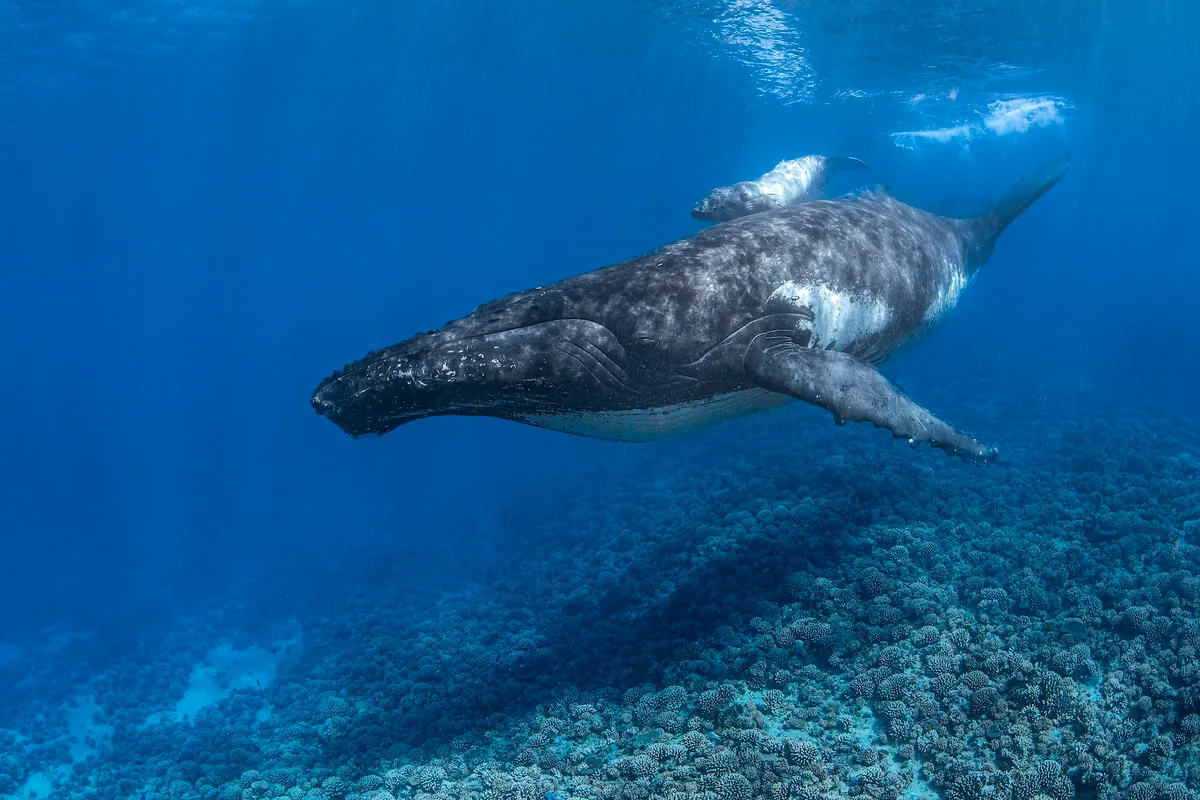 Whaling Ban Stays